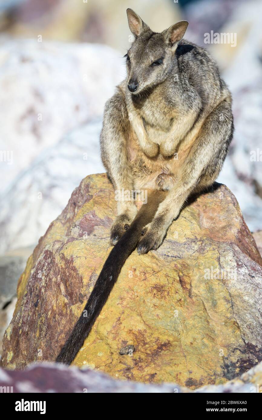 Le soleil de la roche-wallaby alliée (Petrogale assimilis) se couche parmi les roches de la paroi du barrage de Ross River Dam à Townsville, Queensland, Australie. Banque D'Images