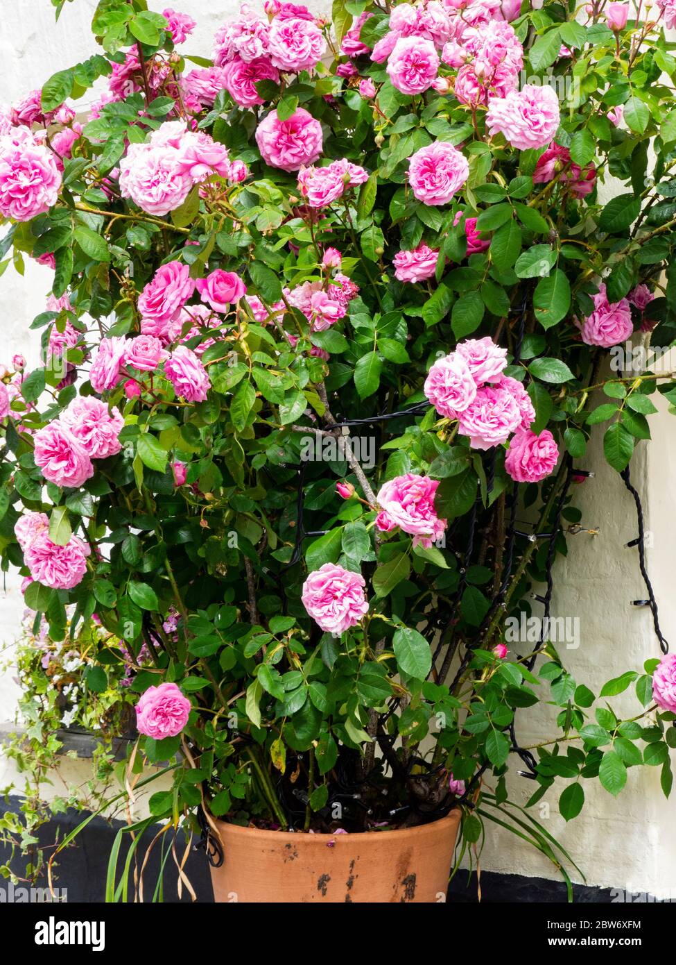 Rose poussant dans un pot de fleur, Royaume-Uni Banque D'Images