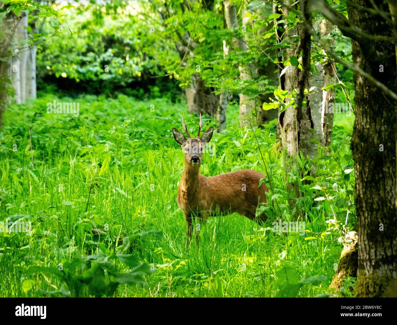 Cerf de Virginie dans les bois, Cornwall, Royaume-Uni Banque D'Images