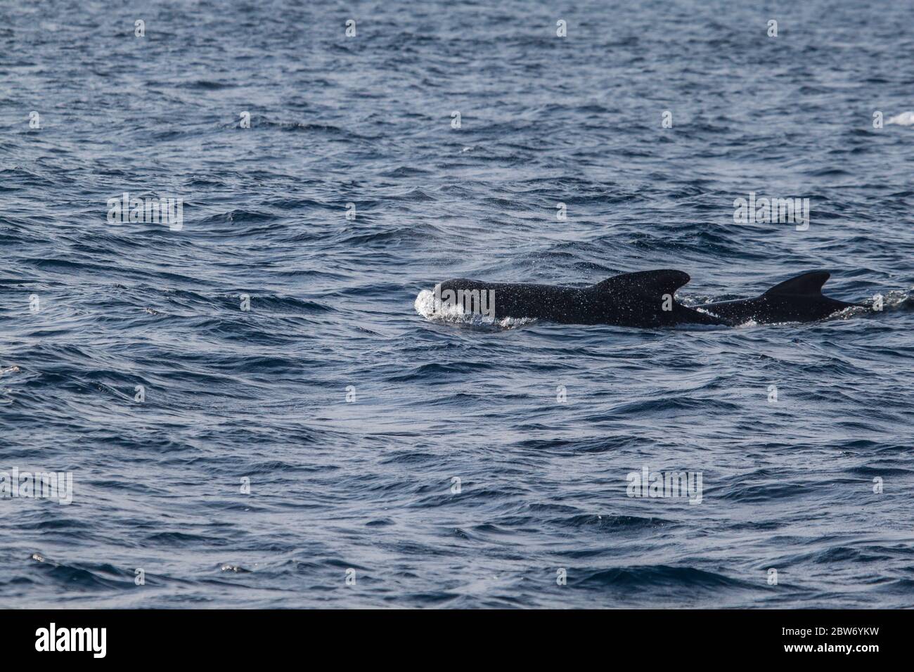 Deux baleines pilotes à longues naines (Globicephala melas), l'une des plus grandes espèces de dauphins océaniques, dans l'océan Atlantique. Banque D'Images