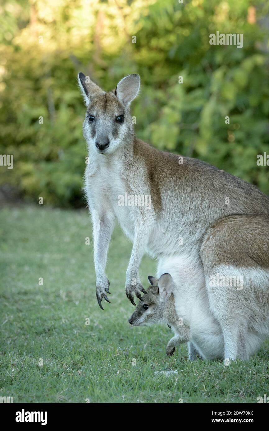 Wallaby entre en alerte et en méfiant sur la pelouse des jardins Carlyle de Townsville North Queensland, en Australie. Banque D'Images