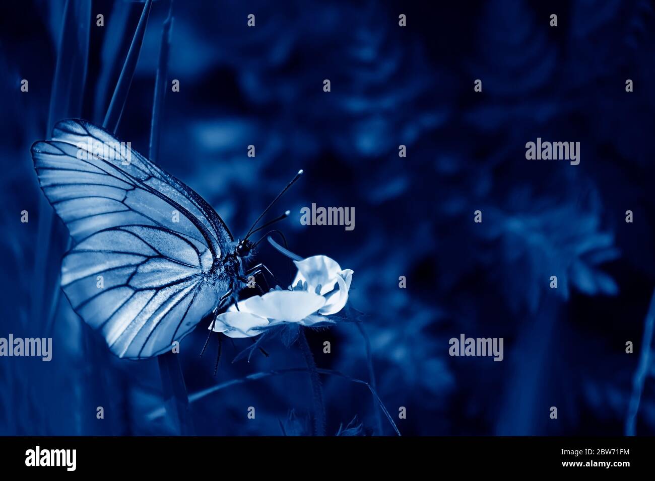 Belle photo d'un papillon blanc à veiné noir sur la plante verte de la forêt. La créativité. Couleur tendance bleu classique. Couleur de 2020. Sélection Banque D'Images