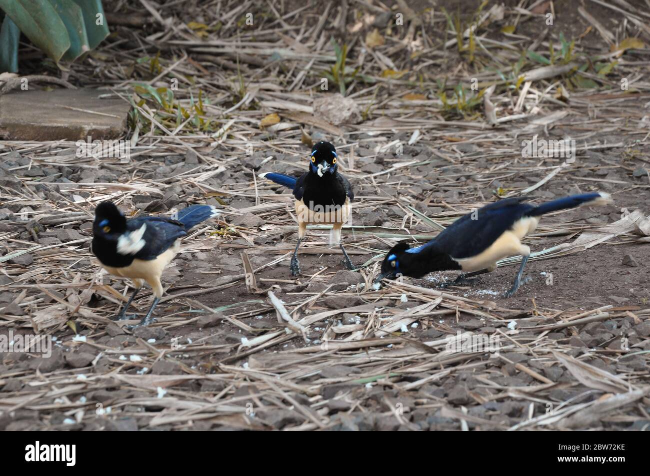 Oiseaux mangeant des vers et en train de prendre un en-cas dans la forêt tropicale Argentine/brésilienne Banque D'Images