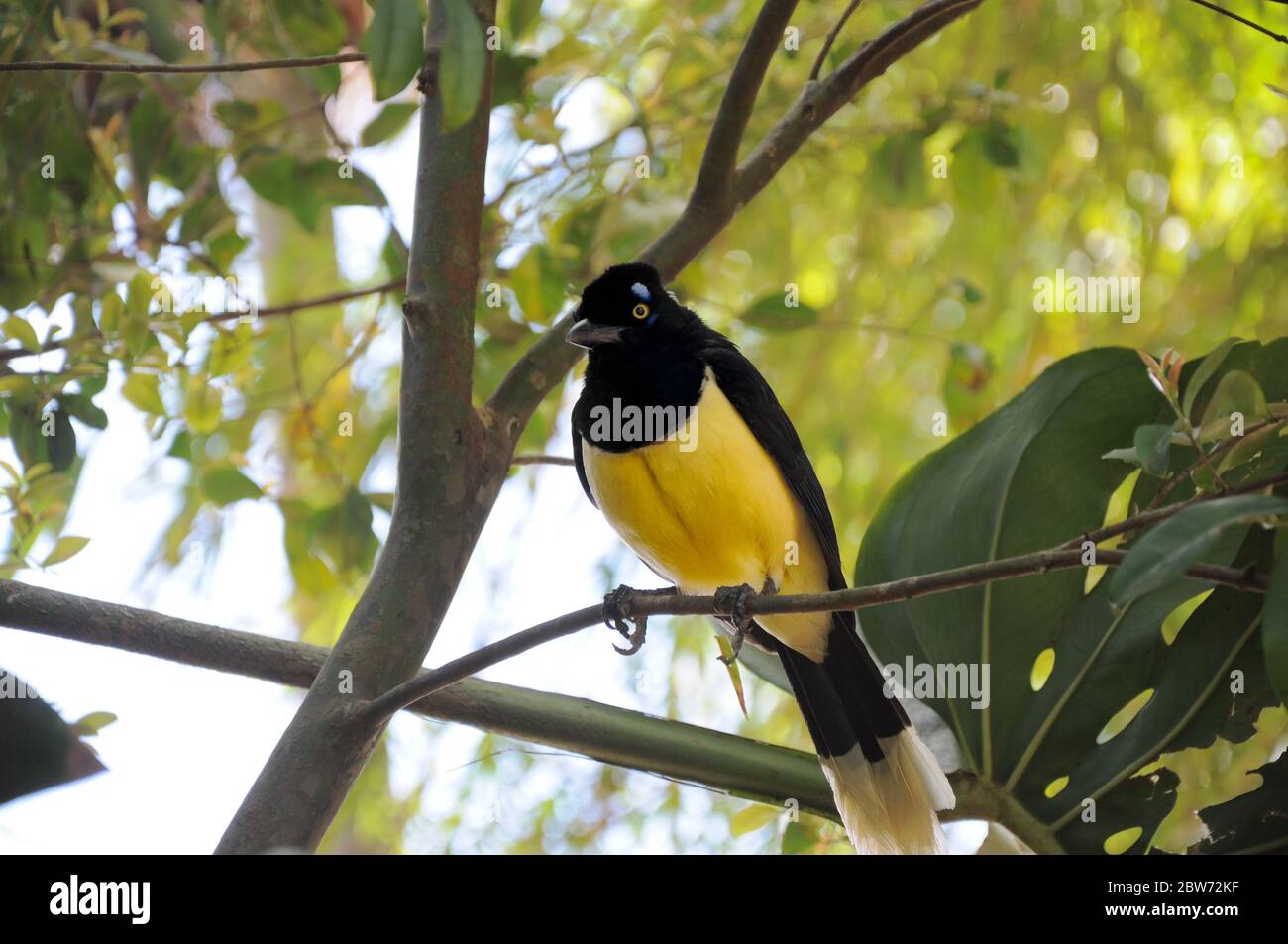 Bird est assis sur une branche dans la forêt tropicale Argentine / brésilienne Banque D'Images