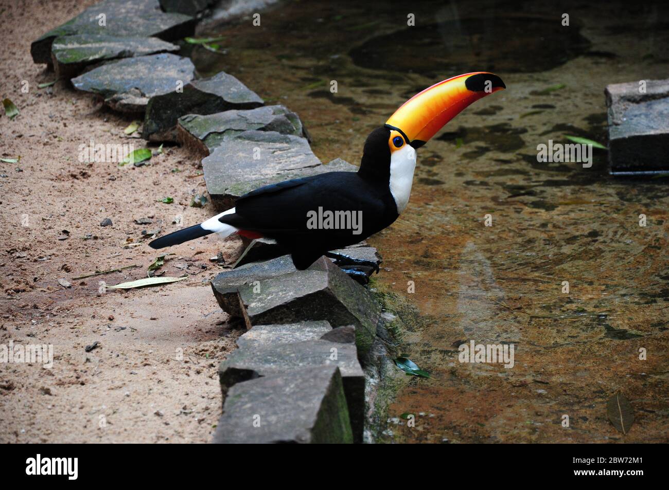 Eau potable d'oiseau Tucan coloré dans la forêt tropicale brésilienne Banque D'Images