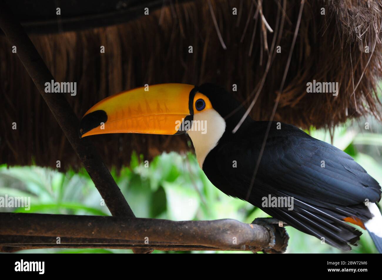 Toucan/Tucan oiseau se reposant sous un parasol dans la forêt tropicale brésilienne/Argentine/Jungle Banque D'Images