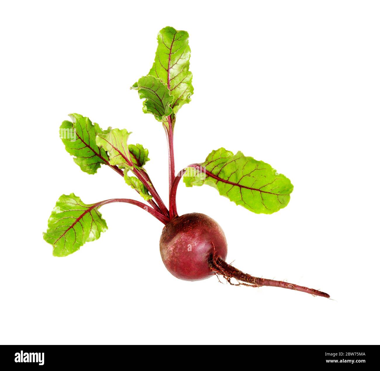 Betterave. Betterave avec feuilles, betterave fraîche et entière isolée sur fond blanc. Betterave rouge brute. Banque D'Images