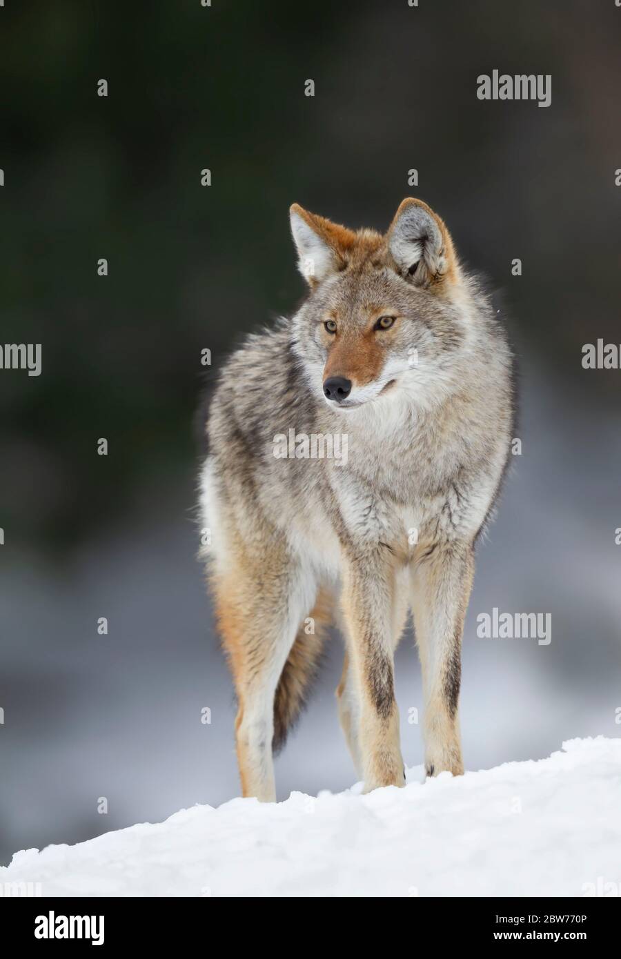 Un coyote solitaire Canis latrans marche et chasse dans la neige d'hiver au Canada Banque D'Images