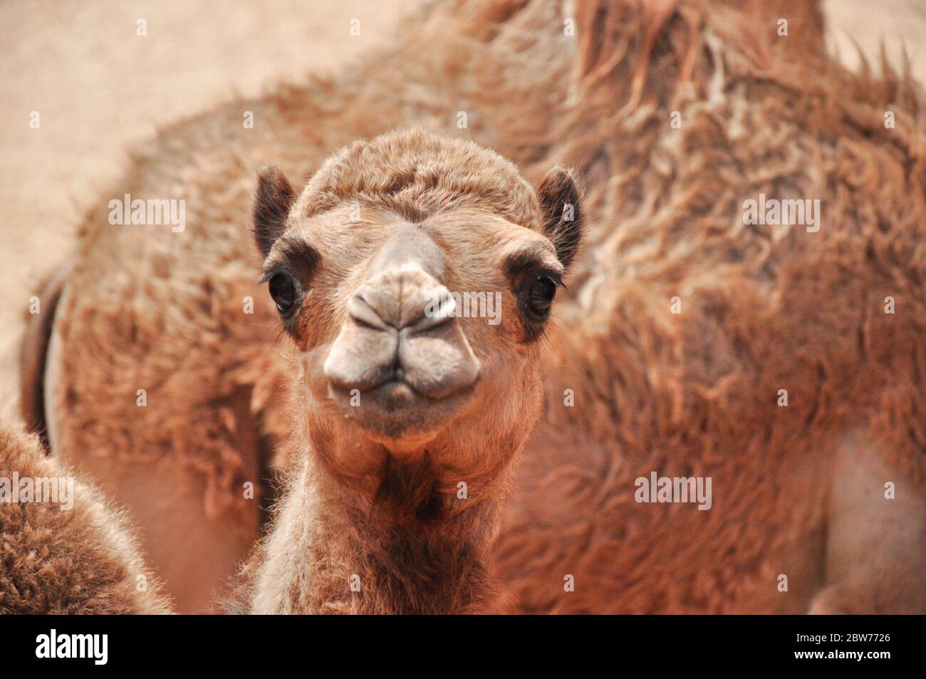 Le chameau africain (gros plan - chameau regardant directement dans la caméra), Fuerteventura, Espagne Banque D'Images