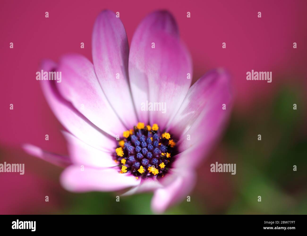 Marin garçon DAISY, Osteospermum ecklonis en latin, macro, pollen jaune à l'intérieur, arrière-plan en zone de mise au point douce Banque D'Images
