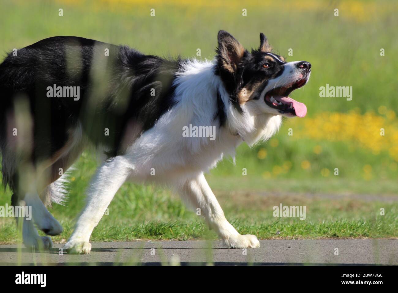 une bordure ludique collie Banque D'Images