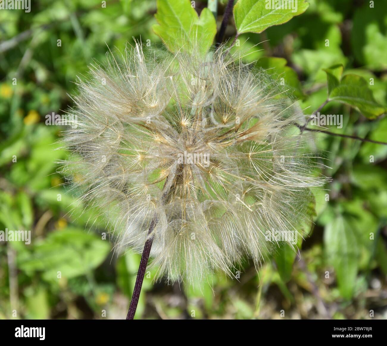Plante à fleurs de pissenlit sur un pré vert Banque D'Images