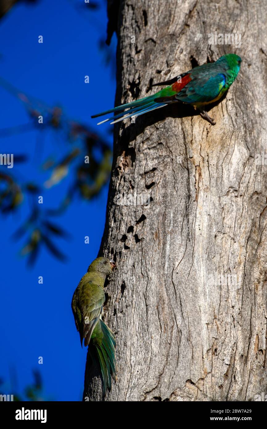 Rouge Romp Parrot coloré oiseaux dans l'arbre au soleil avec ciel bleu Banque D'Images