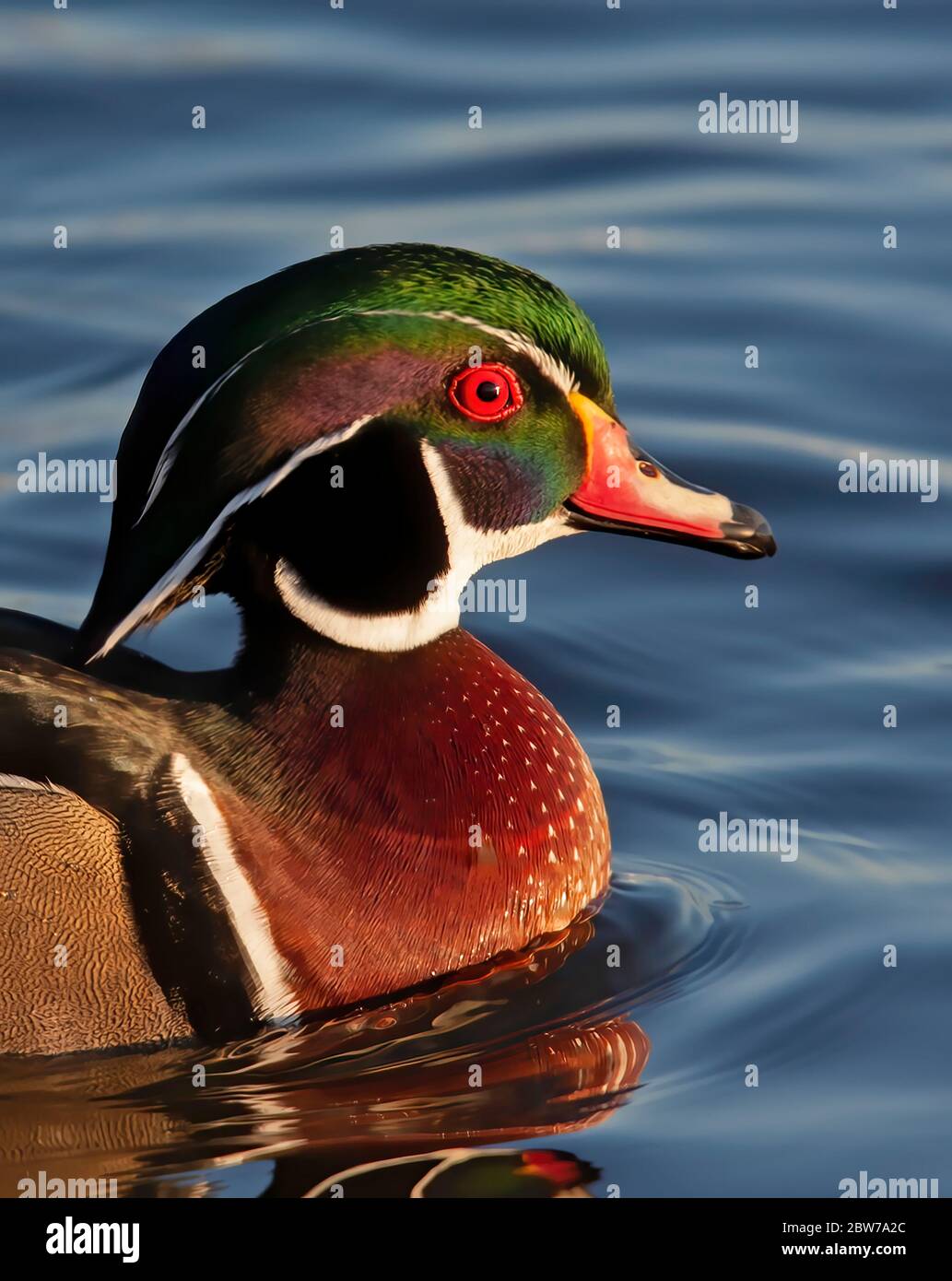 Un mâle de canard de bois (Aix Sponsa) isolé sur fond bleu en gros plan en été à Ottawa, Canada Banque D'Images
