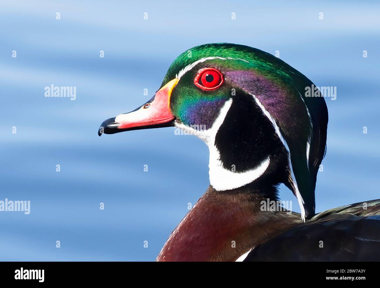 Un mâle de canard de bois (Aix Sponsa) isolé sur fond bleu en gros plan en été à Ottawa, Canada Banque D'Images