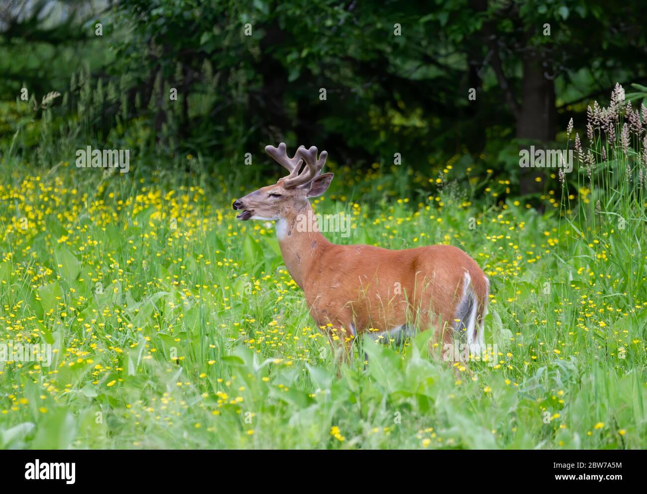 Le buck à queue blanche marche dans un champ au début de l'été à Ottawa, Canada Banque D'Images