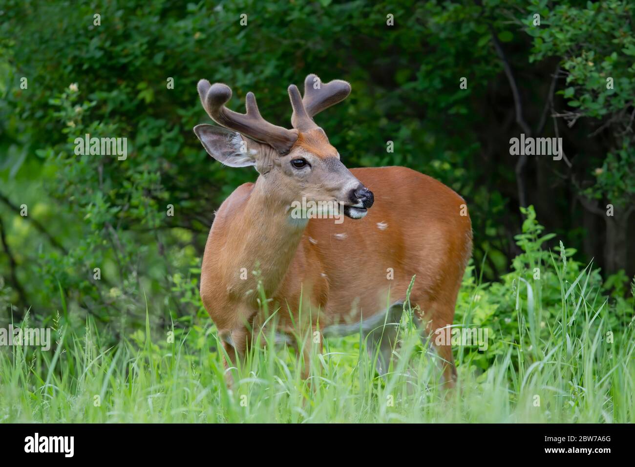 Le buck à queue blanche marche dans un champ au début de l'été à Ottawa, Canada Banque D'Images