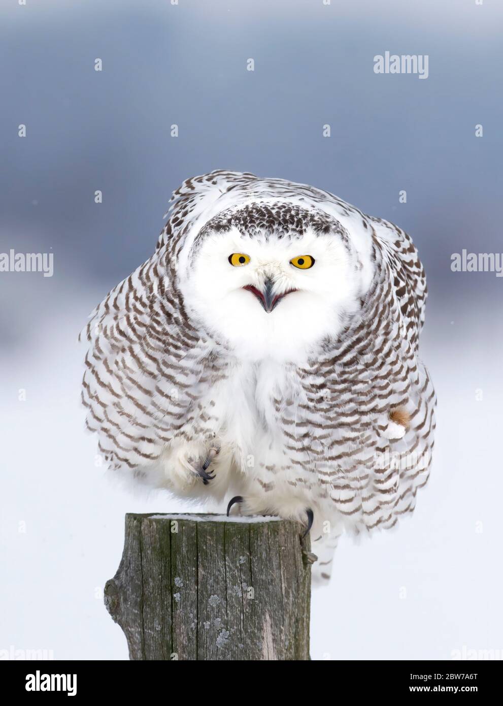 La chouette des neiges (Bubo scandiacus) est isolée sur fond bleu après la chasse en hiver à Gatineau, Québec, Canada Banque D'Images