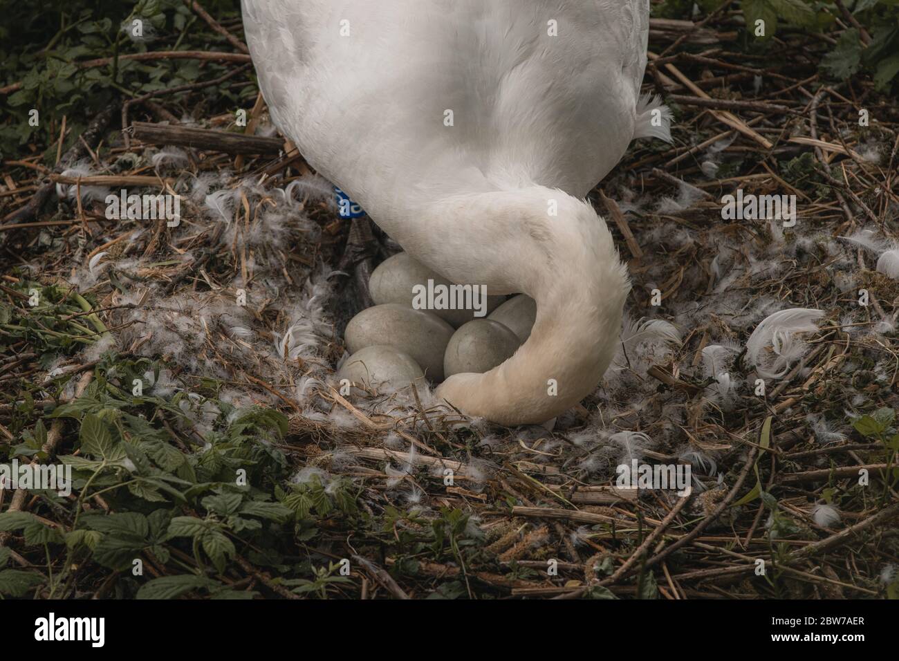 Mute Swan (cygnus olor) PEN réarrange ses œufs cygnet sur le nid situé le long du canal Montgomery à Welshpool, au centre du pays de Galles. Banque D'Images