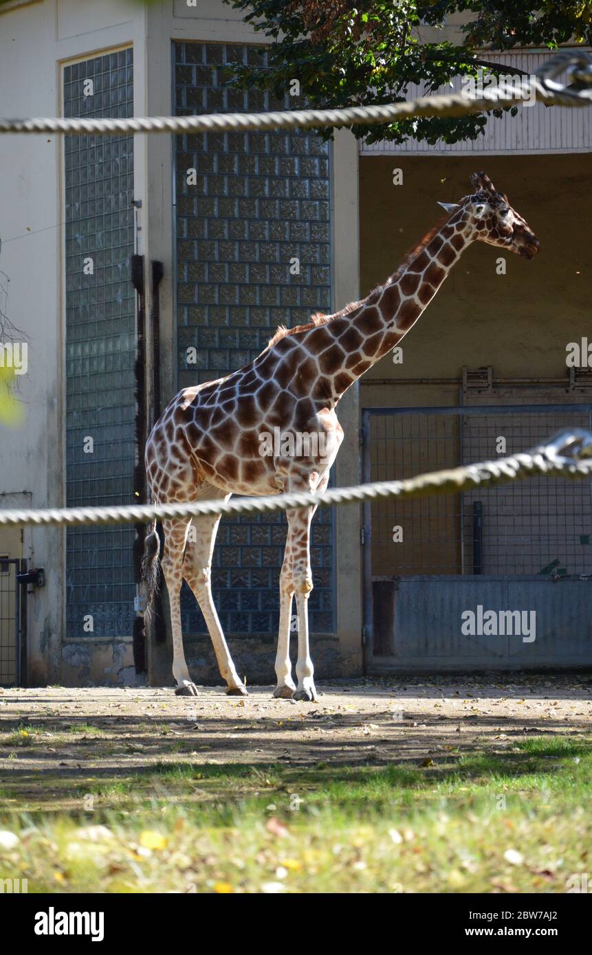 Girafes somaliens réticulés dans le zoo de Francfort Banque D'Images