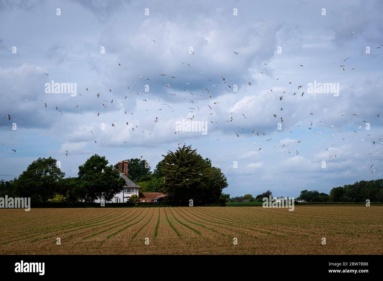 Farmland, Copford, Essex, Royaume-Uni Banque D'Images