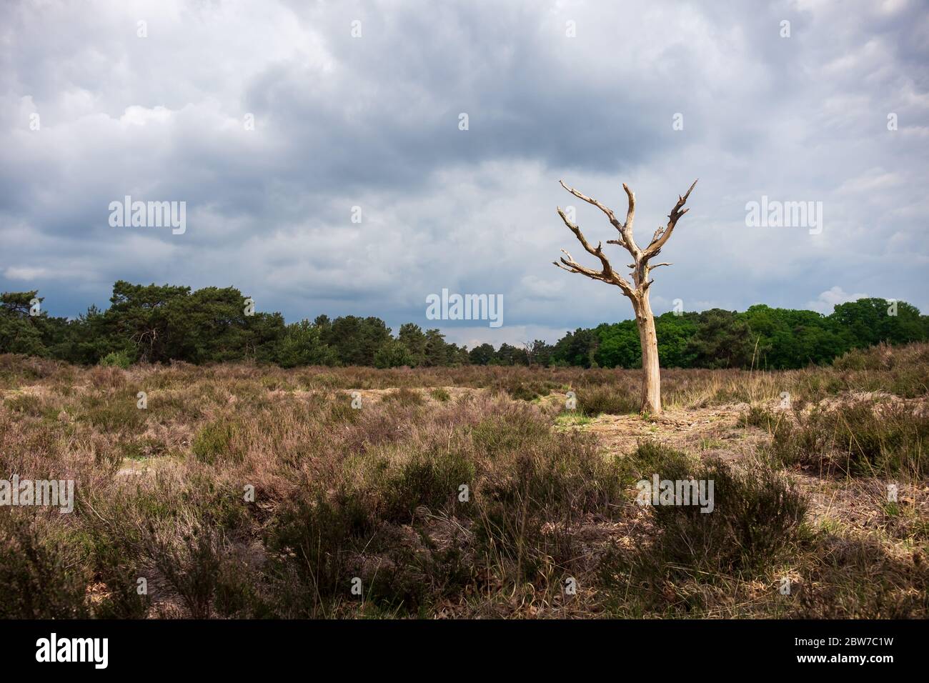 Arbre sec et terre dans le parc naturel de la frontière belge/néerlandaise Kalmthoutse Heide. Le parc souffre de sécheresse et d'alertes incendie chaque été Banque D'Images