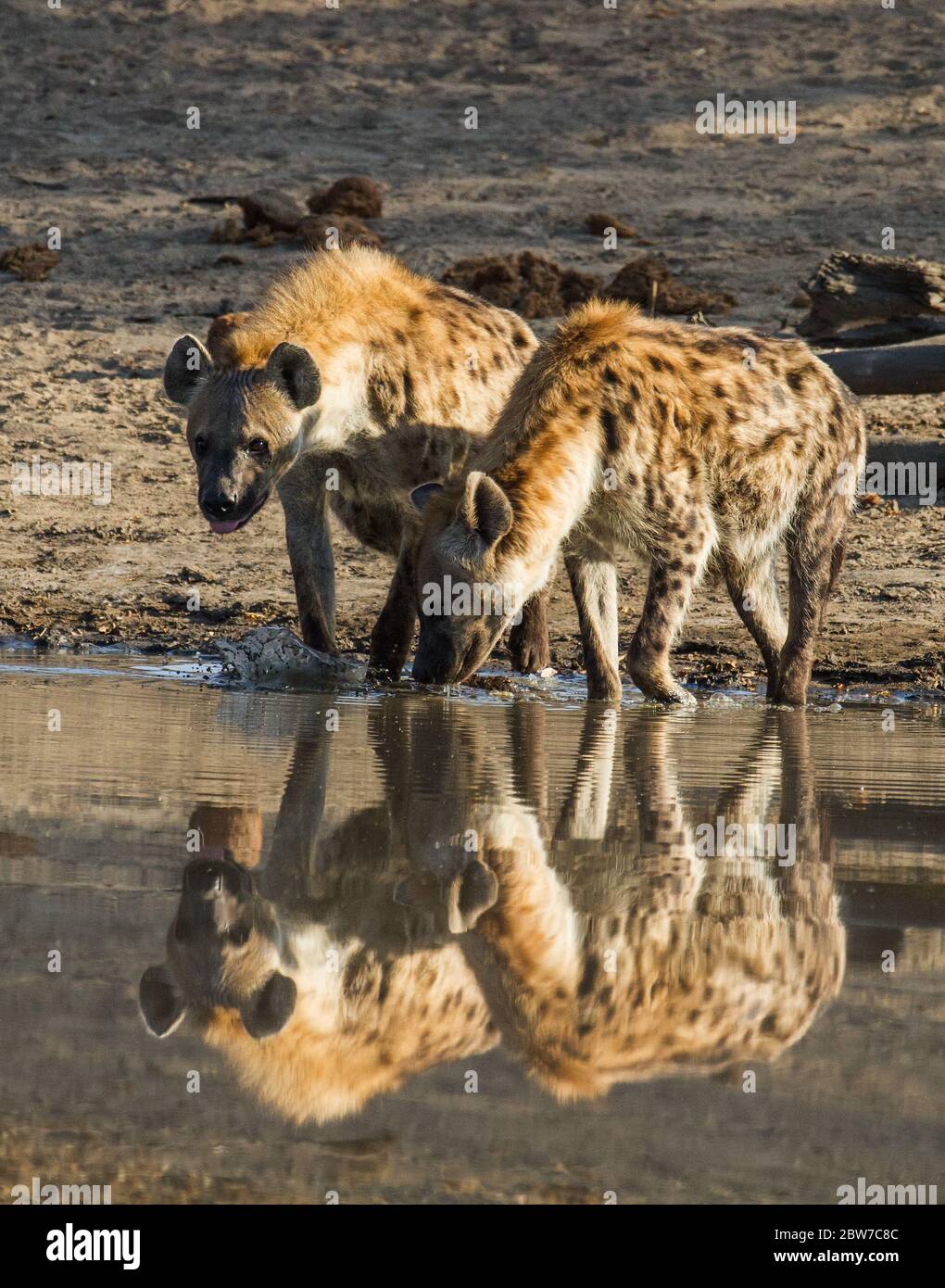 heyna et petits afrique, kgalagadi, kalahari Banque D'Images