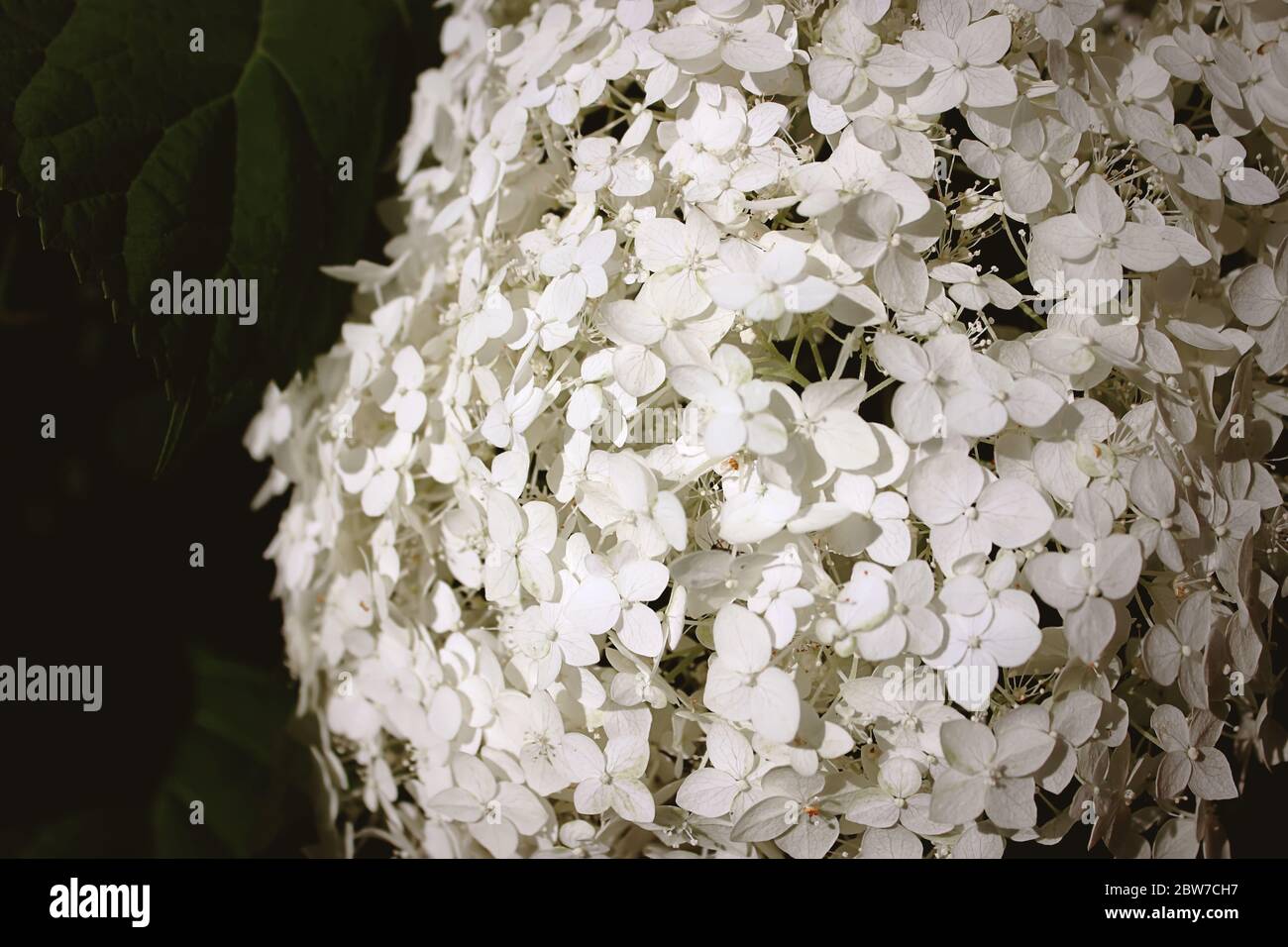 Hydrangea macrophylla est un beau Bush de fleurs de macromylla d'hortensia blanc qui fleurissent dans le jardin en été. Gros plan, mise au point douce, bruit supplémentaire Banque D'Images