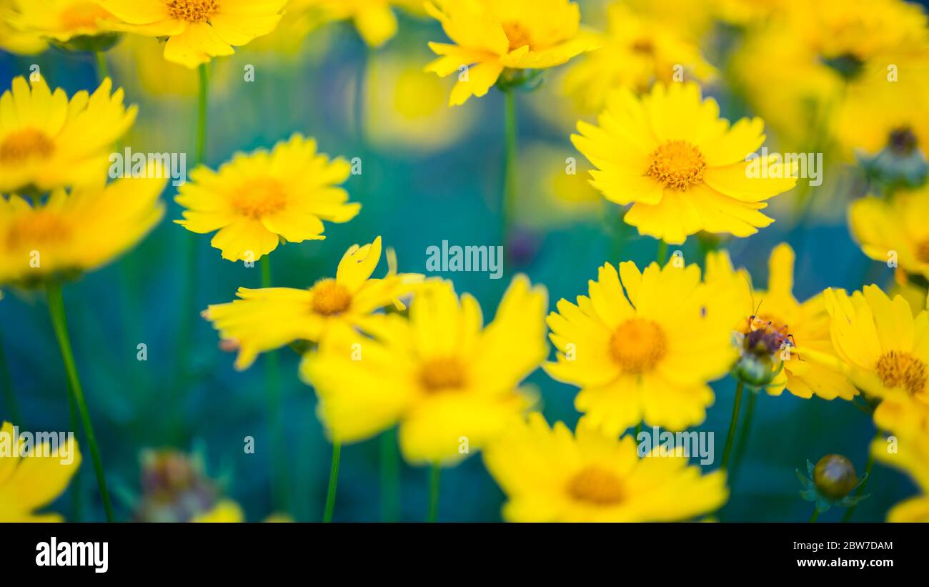 Fleurs jaunes lumineuses artistiques, arrière-plan naturel de l'été, image floue. Nature florale en gros plan avec prairie verte fraîche Banque D'Images