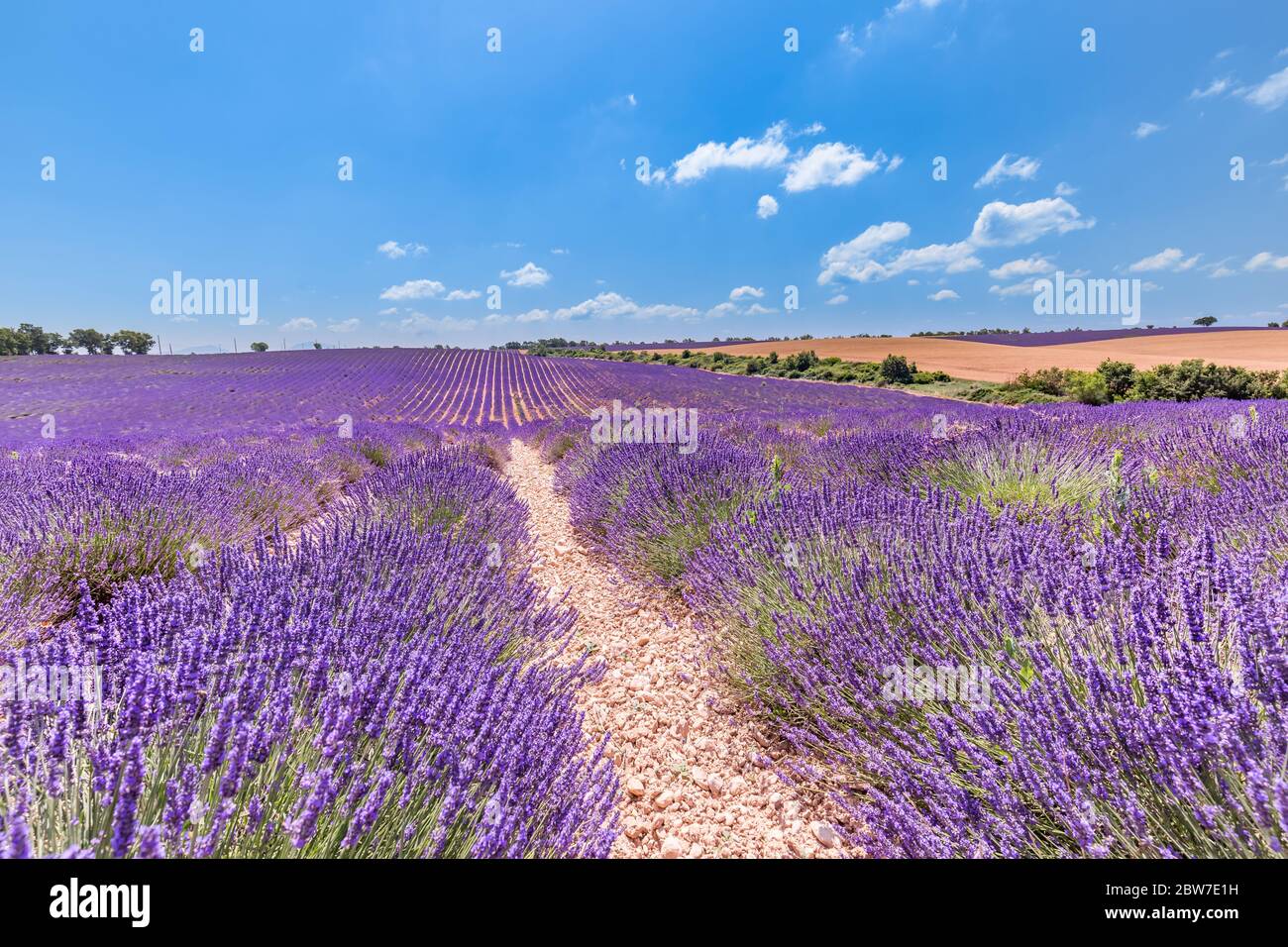 Magnifique arbre dans le champ de lavande, Provence, France. Arbre solitaire dans le champ de lavande, Provence, France. Fleurs de lavande fleuries champ et un arbre solitaire Banque D'Images