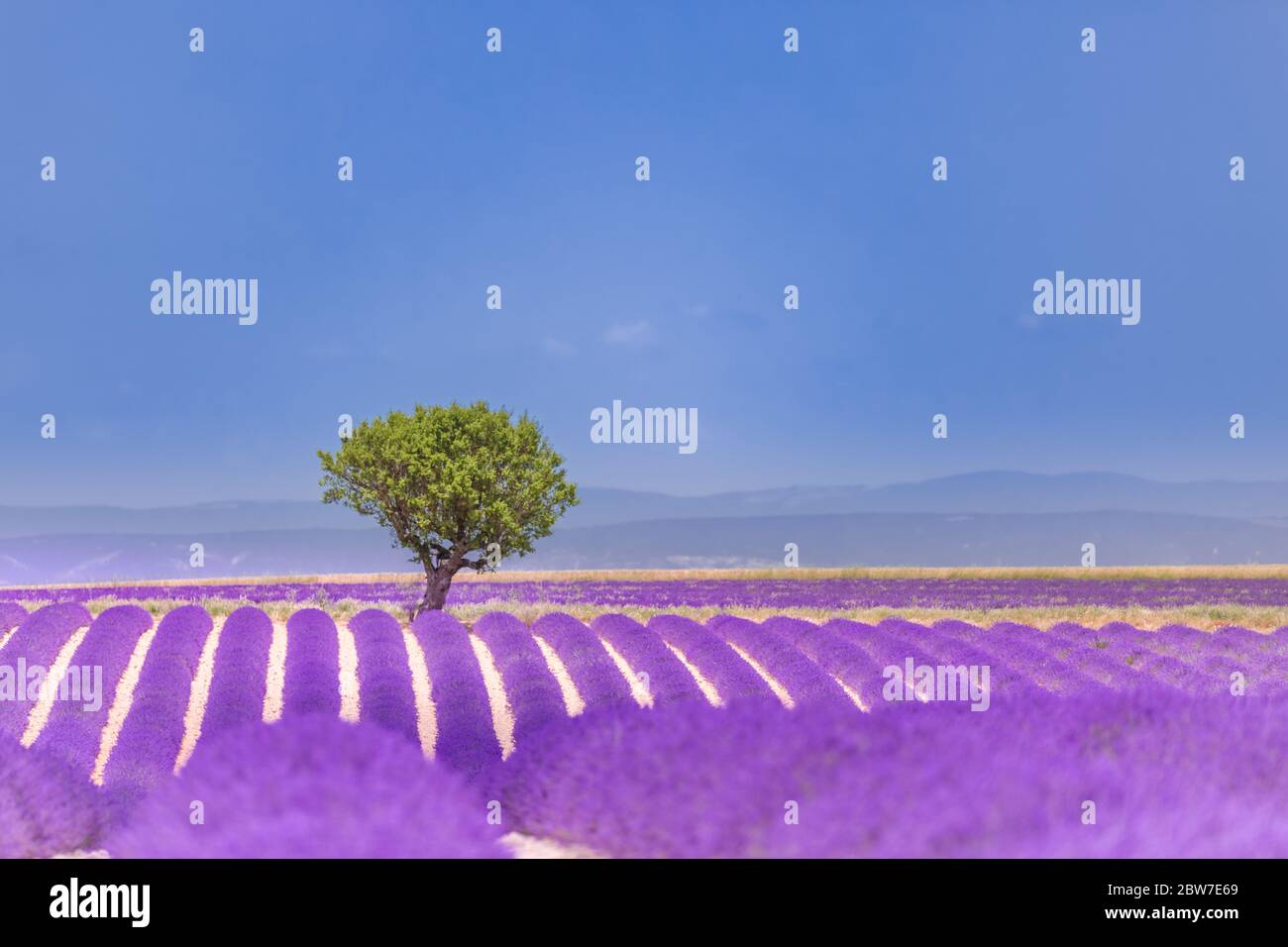 Magnifique arbre dans le champ de lavande, Provence, France. Arbre solitaire dans le champ de lavande, Provence, France. Fleurs de lavande fleuries champ et un arbre solitaire Banque D'Images