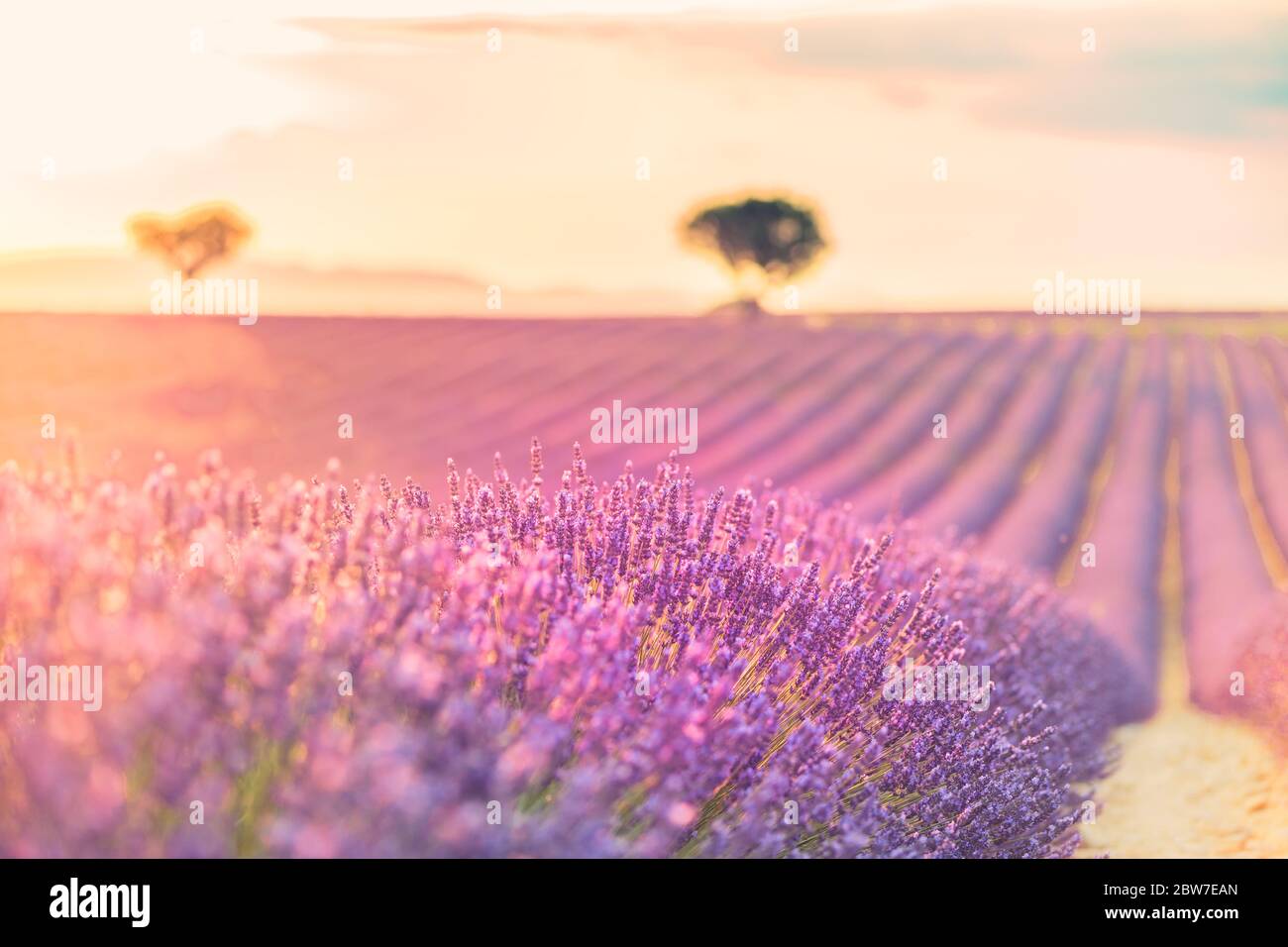 Paysage merveilleux, paysage d'été incroyable de fleurs de lavande, paisible coucher de soleil, agriculture pittoresque. Une belle nature inspire Banque D'Images