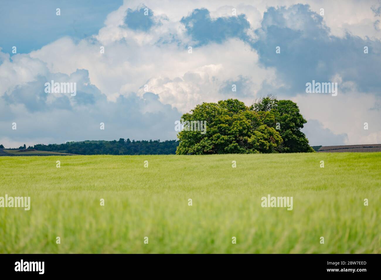 Champ et forêt au printemps. Paysage d'été idyllique, fond vert nature. Grand arbre solitaire sous ciel nuageux. Paysage de prairie de champ vert Banque D'Images