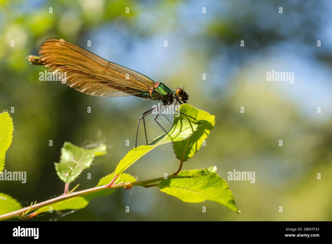 Belle Demoiselle calopteryx Splendens Femelle Avec Vert M tallique Belle Demoiselle calopteryx Splendens Femelle Avec Vert M tallique