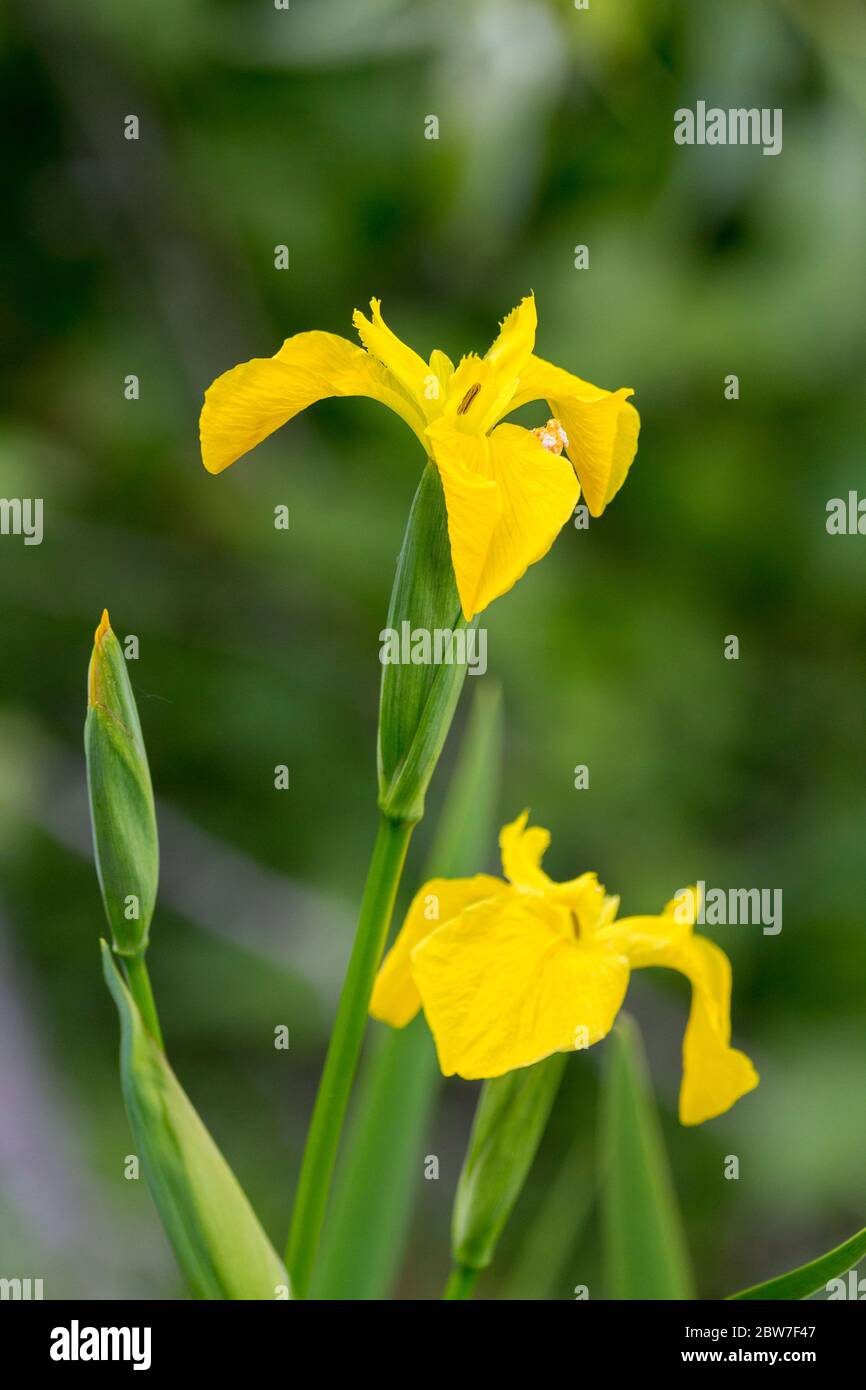 Iris jaune (Iris pseudocorus) milieu humide côté eau épée vivace en forme de gris vert souvent ridé feuilles et deux ou trois fleurs jaunes brillantes Banque D'Images