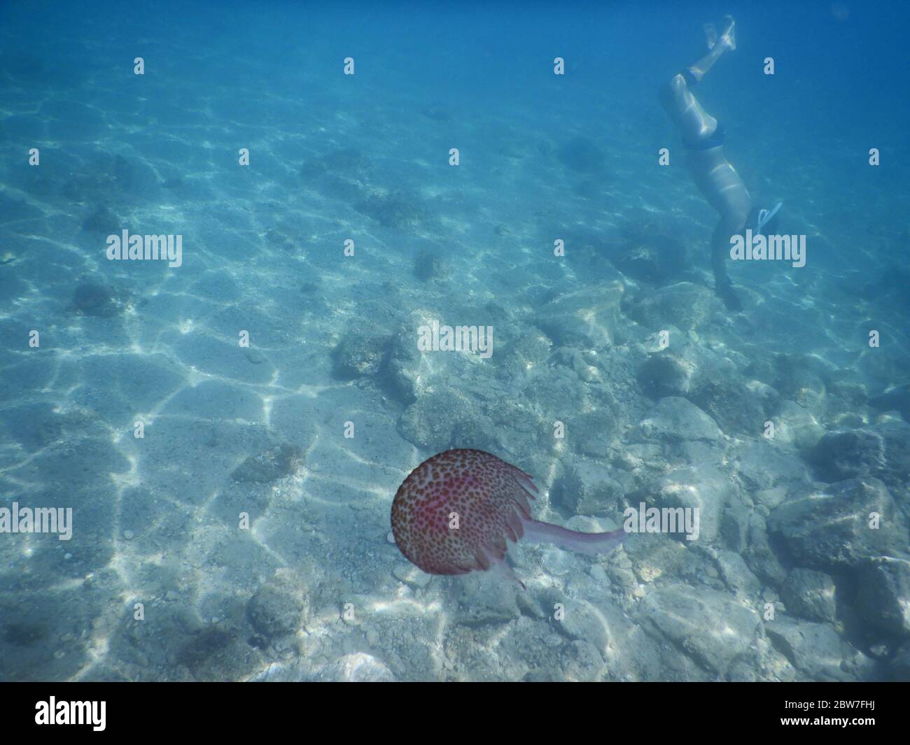 Une rose solitaire méduses dans la mer Ligure en face de Noli, Italie Banque D'Images