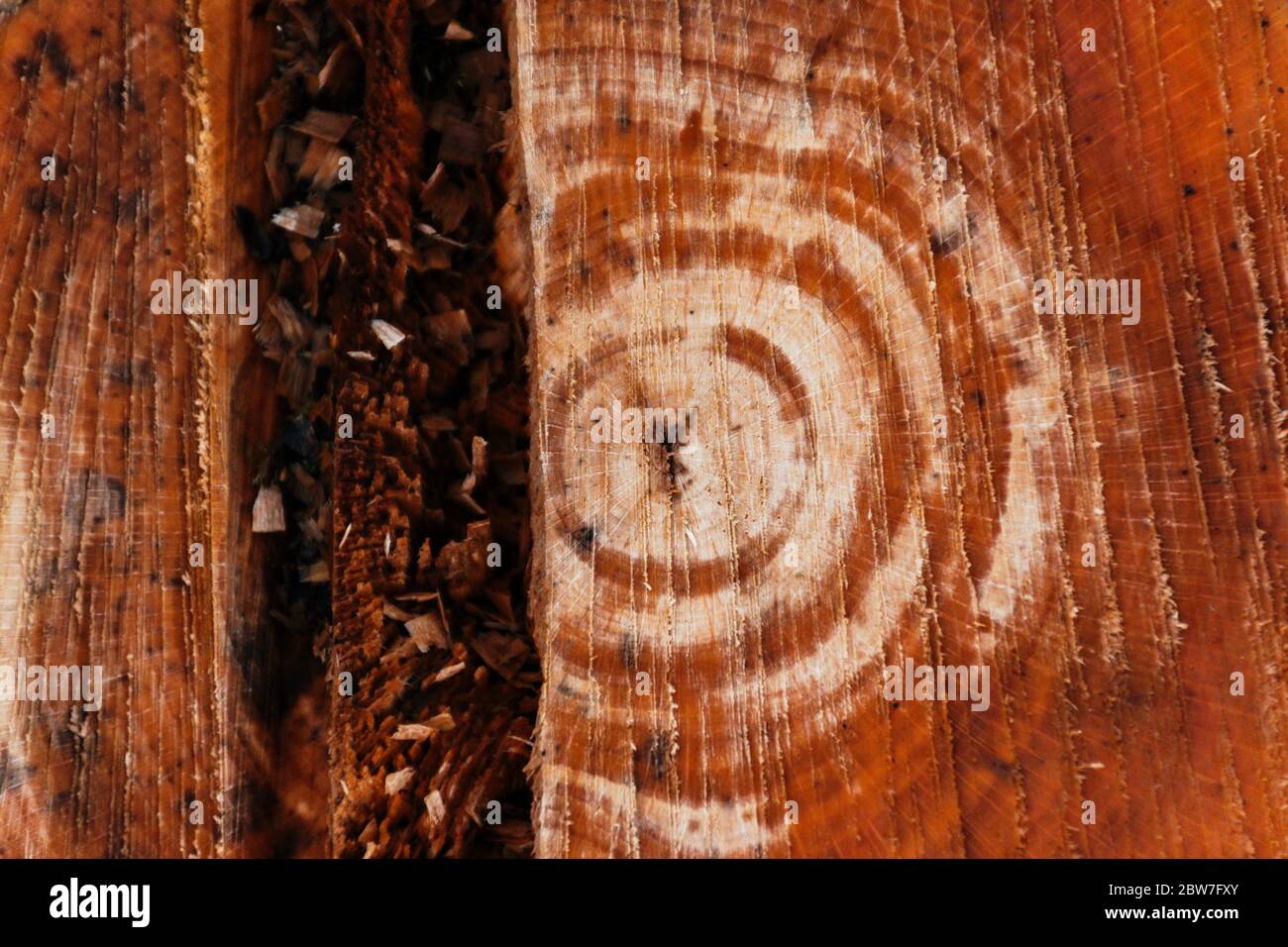 Un après-midi avec un forestier, dans les bois, en coupant du bois. Favière, Lorraine. France Banque D'Images