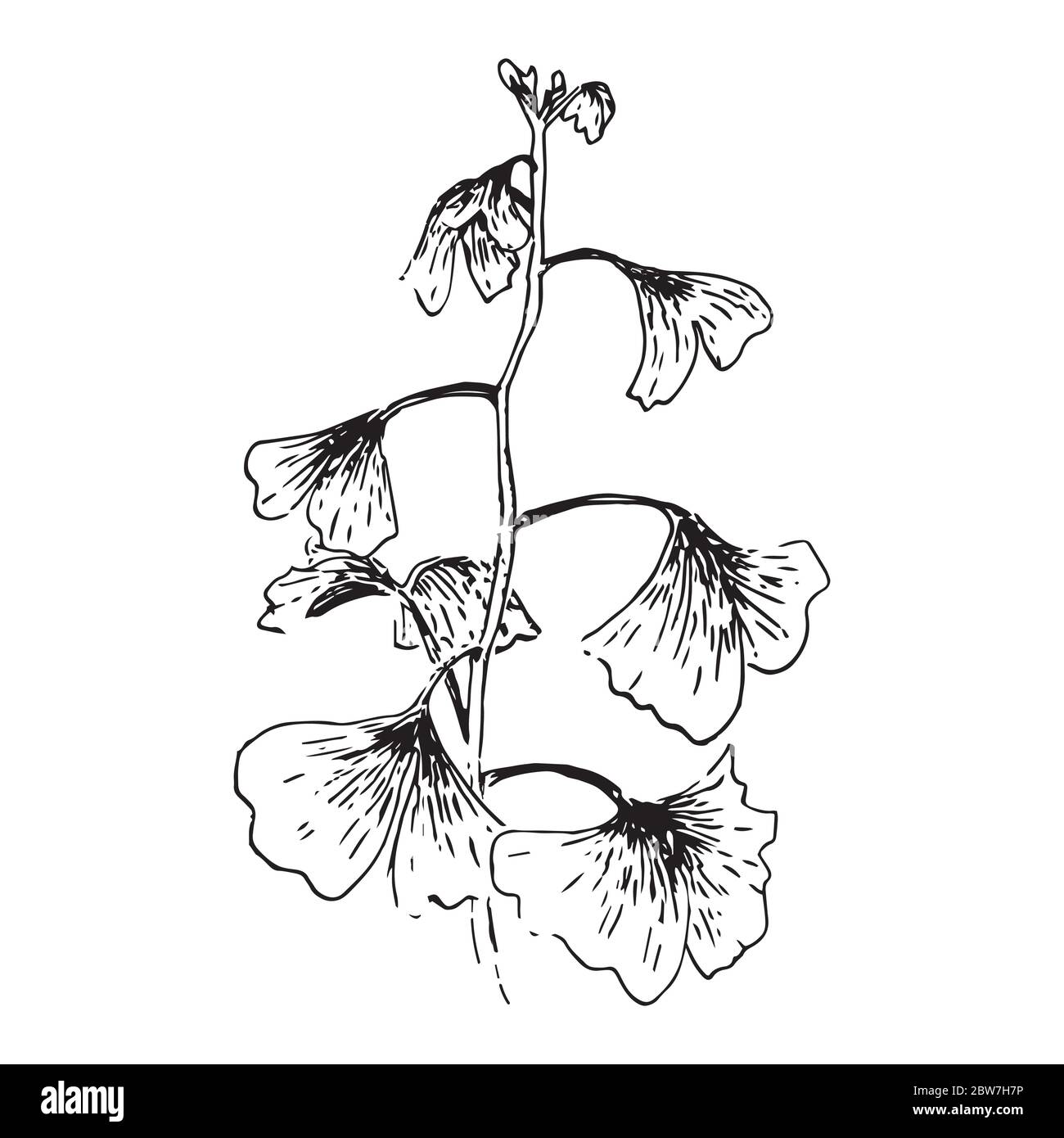 Esquisse de branche à encre Ginkgo. Dessin à la main Illustration de Vecteur