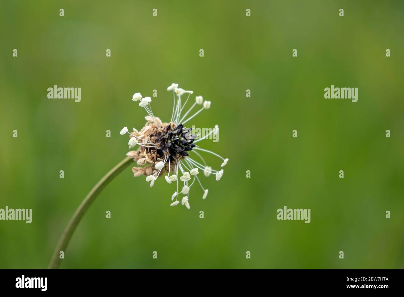Ribwort Plantain (Plantago lanceolata) Flower dans un North Pennines Wildflower Hay Meadow, Teesdale, comté de Durham, Royaume-Uni Banque D'Images