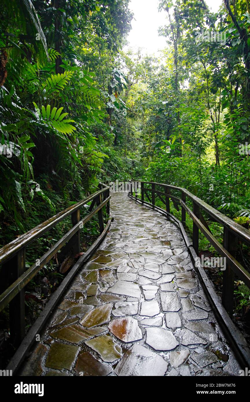 Un sentier en pierre menant au groupe de cascades de chute du Carbet dans une forêt tropicale située à Basse-Terre, en Guadeloupe. Banque D'Images