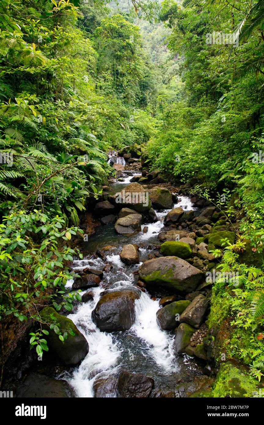 Ruisseau de montagne dans une forêt tropicale située dans le parc national de la Guadeloupe, Basse-Terre, Guadeloupe Banque D'Images