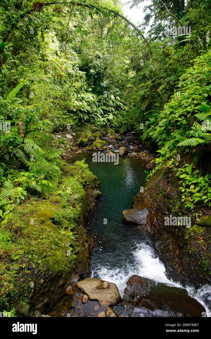 Ruisseau de montagne dans une forêt tropicale située dans le parc national de la Guadeloupe, Basse-Terre, Guadeloupe Banque D'Images