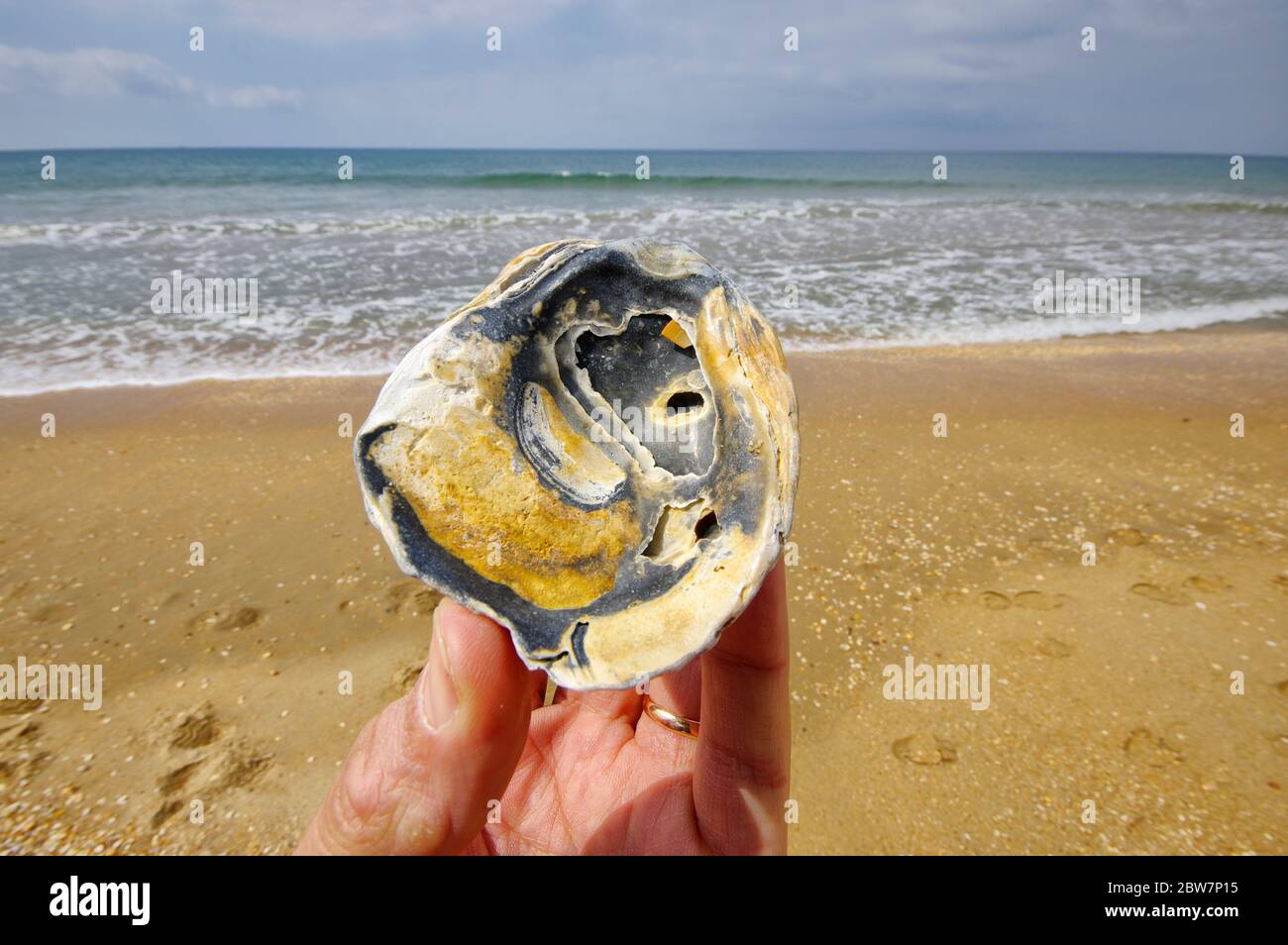 L'énorme coquille en main sur la plage du parc national de Coto de Donana en Andalousie, Espagne Banque D'Images
