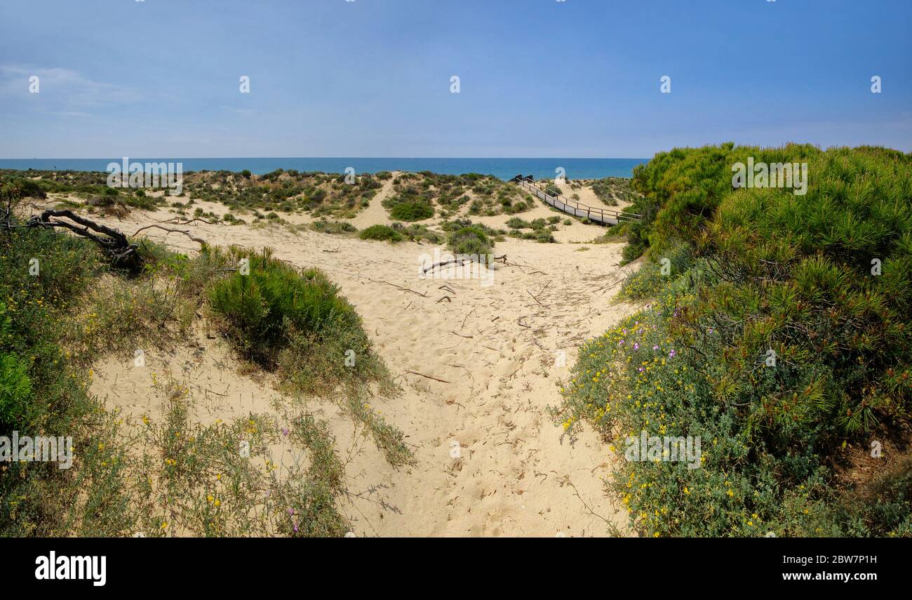 Une promenade en bois traversant les dunes menant à la plage El Portil, province Huelva, Andalousie, Espagne Banque D'Images