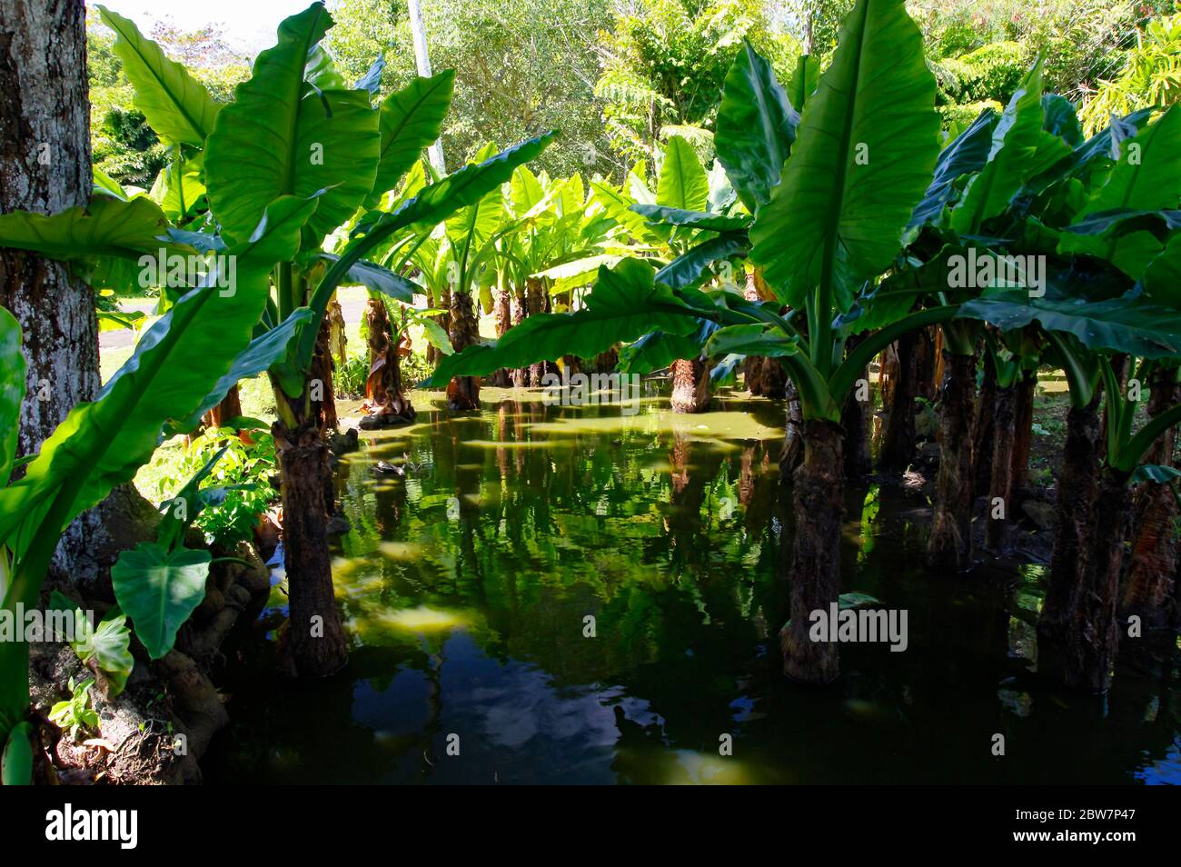 Le jardin botanique Sir Seewoosagur Ramgoolam. C'est une attraction