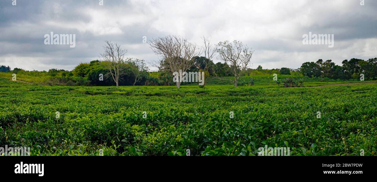 Usine de thé Bois Cheri. Belle plantation de thé avec ciel bleu nuage blanc et lumière du soleil. Attraction touristique à Maurice Banque D'Images