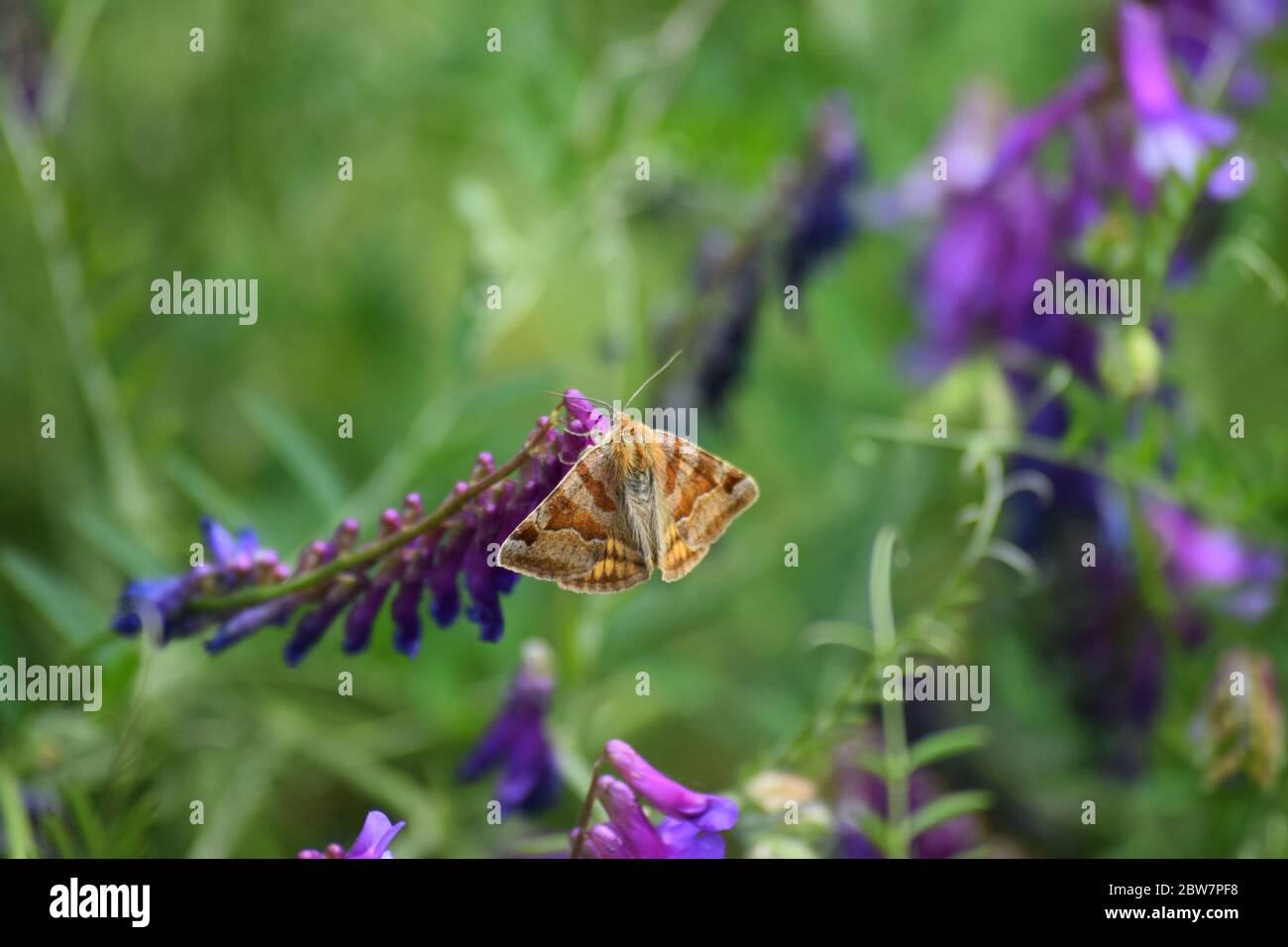 le compagnon de burnett Moth sur Bird vetch Banque D'Images