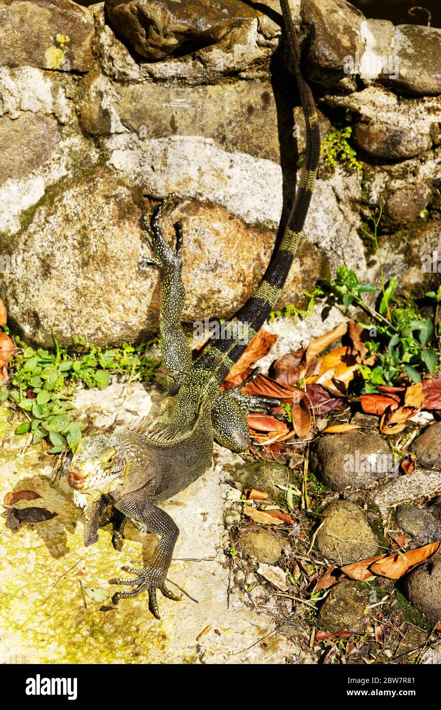 Vert Iguana de la Guadeloupe. Antilles françaises. Banque D'Images