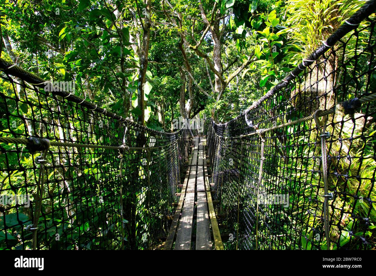 BASSE-TERRE/GUADELOUPE - 07 JANVIER 2019 : ponts suspendus au sommet des arbres du Parc des Mamelles, au zoo de la Guadeloupe, au milieu de la forêt tropicale Banque D'Images