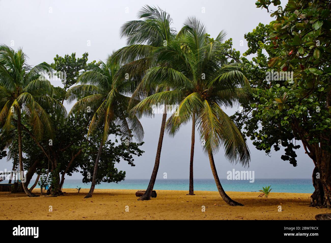 La plage de Grande-Anse sur Basse-Terre sur l'île de la Guadeloupe Banque D'Images